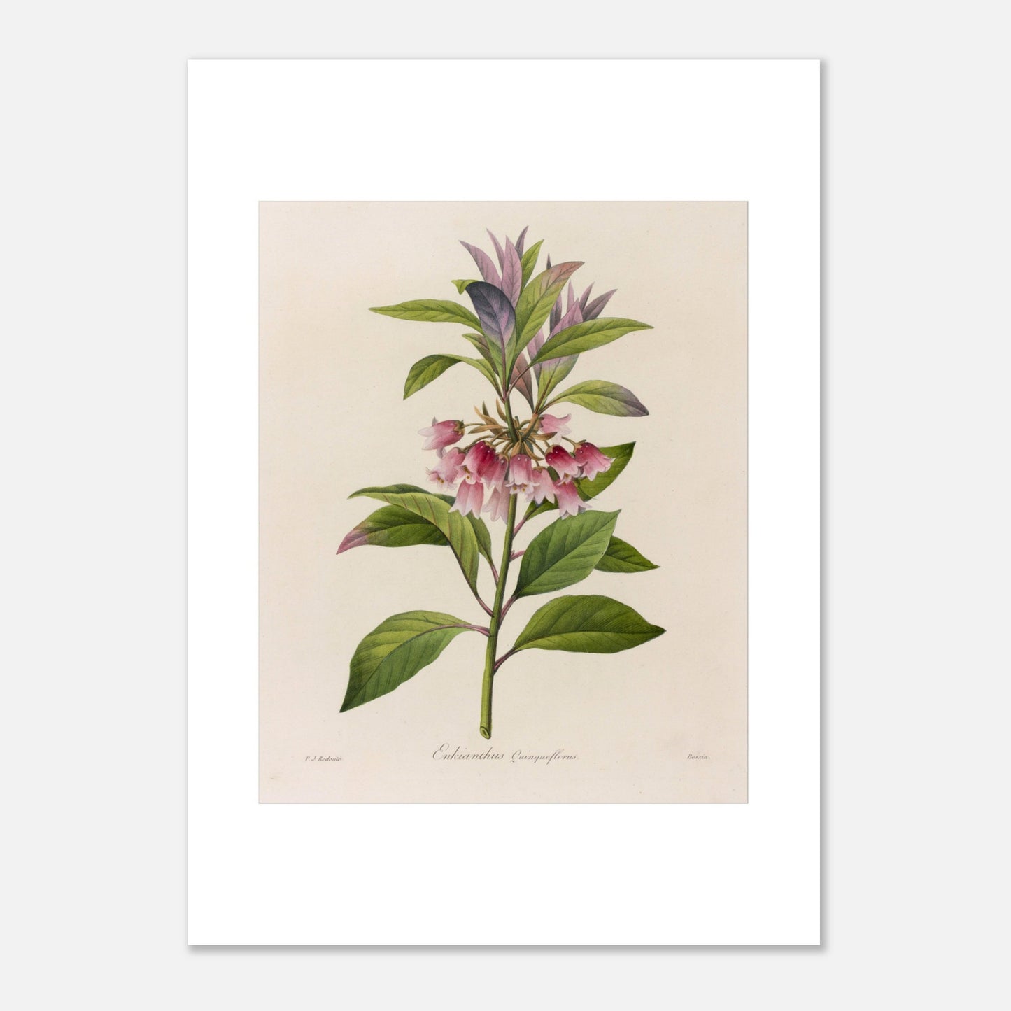 Affiche botanique Enkianthus Quinqueflorus par Pierre-Joseph Redouté (50x70 cm). Planche botanique de Pierre-Joseph Redouté représentant une plante avec des fleurs roses en forme de clochettes et des feuilles vertes, sur fond crème.