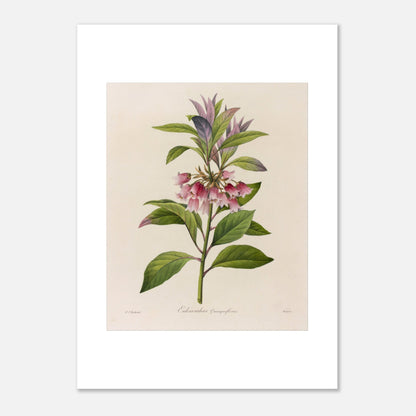 Affiche botanique Enkianthus Quinqueflorus par Pierre-Joseph Redouté (50x70 cm). Planche botanique de Pierre-Joseph Redouté représentant une plante avec des fleurs roses en forme de clochettes et des feuilles vertes, sur fond crème.