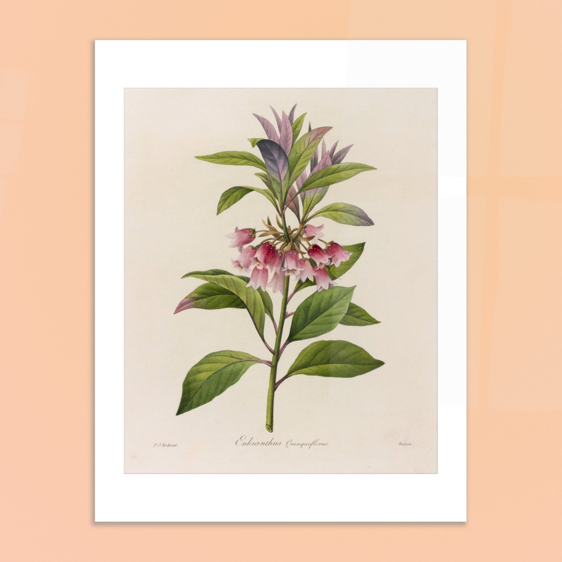 Affiche botanique Enkianthus Quinqueflorus par Pierre-Joseph Redouté. Planche botanique de Pierre-Joseph Redouté représentant une plante avec des fleurs roses en forme de clochettes et des feuilles vertes, sur fond crème. Image d'illustration 6
