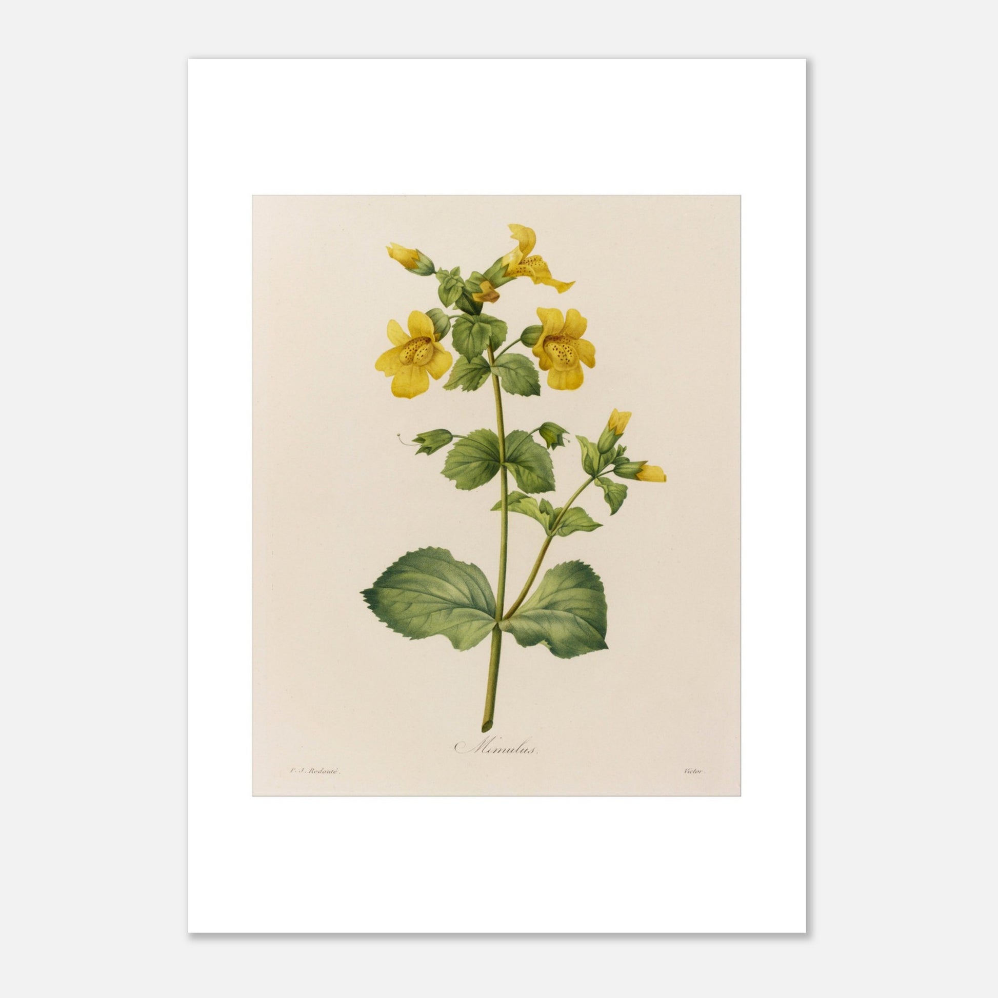 Planche botanique ancienne Mimulus par Pierre-Joseph Redouté (21x29,7 cm (A4)). Affiche botanique ancienne de Pierre-Joseph Redouté représentant une plante de Mimulus, ornée de nombreuses fleurs jaunes ornées de taches marron.