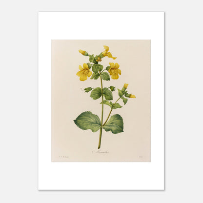 Planche botanique ancienne Mimulus par Pierre-Joseph Redouté (21x29,7 cm (A4)). Affiche botanique ancienne de Pierre-Joseph Redouté représentant une plante de Mimulus, ornée de nombreuses fleurs jaunes ornées de taches marron.