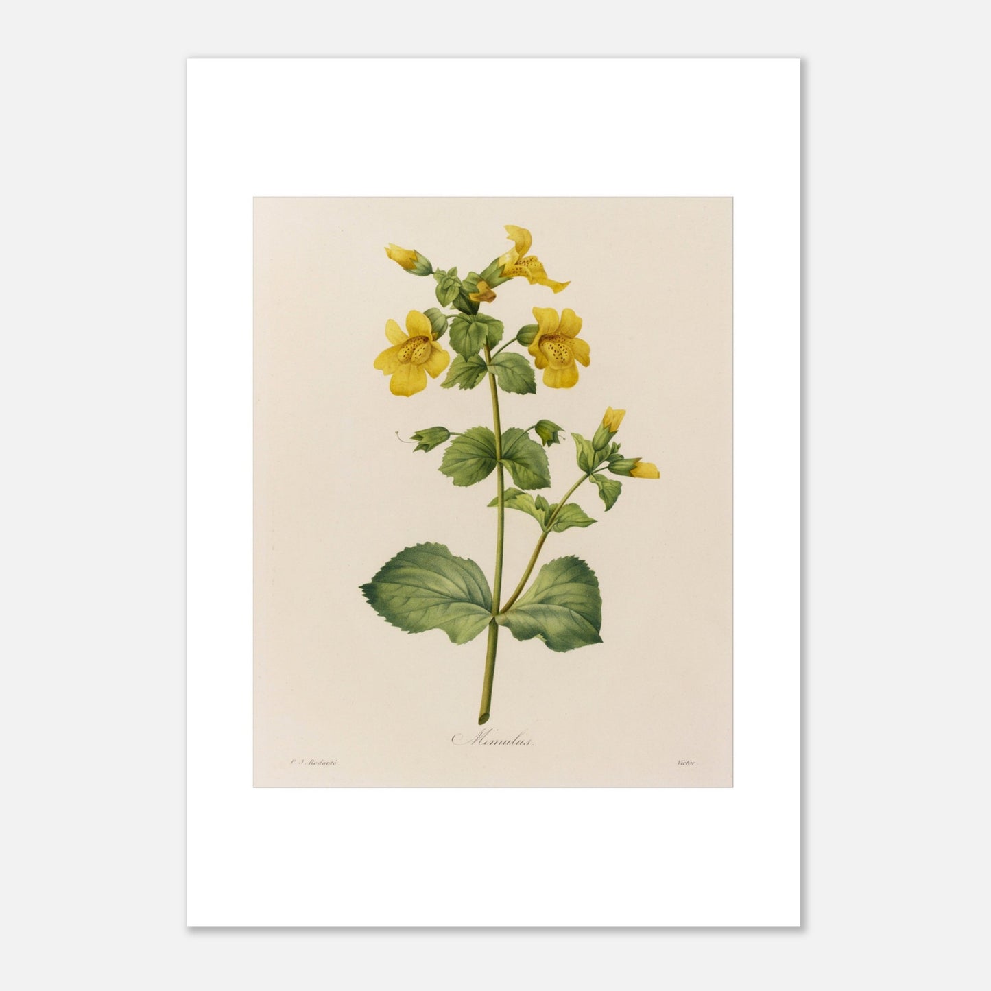 Planche botanique ancienne Mimulus par Pierre-Joseph Redouté (29,7x42 cm (A3)). Affiche botanique ancienne de Pierre-Joseph Redouté représentant une plante de Mimulus, ornée de nombreuses fleurs jaunes ornées de taches marron.