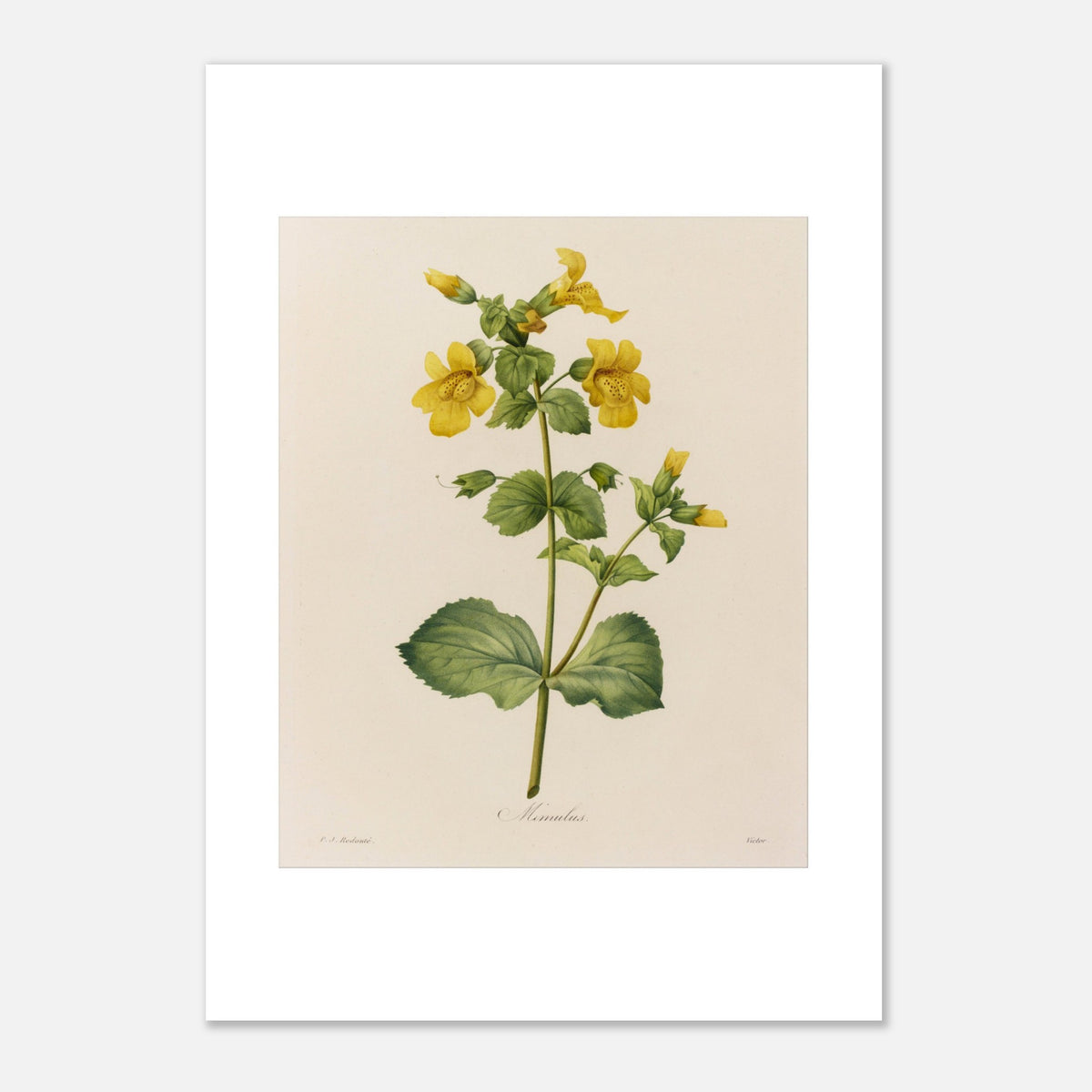 Antique Botanical Plate Mimulus by Pierre-Joseph Redouté (29,7x42 cm (A3) / 11.7x16.5″). Antique botanical poster by Pierre-Joseph Redouté depicting a Mimulus plant, adorned with numerous yellow flowers decorated with brown spots.