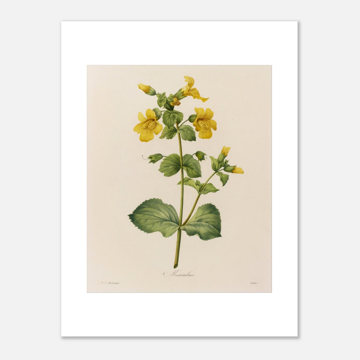 Planche botanique ancienne Mimulus par Pierre-Joseph Redouté (30x40 cm). Affiche botanique ancienne de Pierre-Joseph Redouté représentant une plante de Mimulus, ornée de nombreuses fleurs jaunes ornées de taches marron.