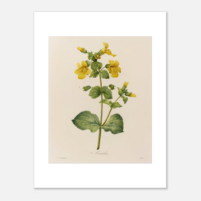 Planche botanique ancienne Mimulus par Pierre-Joseph Redouté (30x40 cm). Affiche botanique ancienne de Pierre-Joseph Redouté représentant une plante de Mimulus, ornée de nombreuses fleurs jaunes ornées de taches marron.