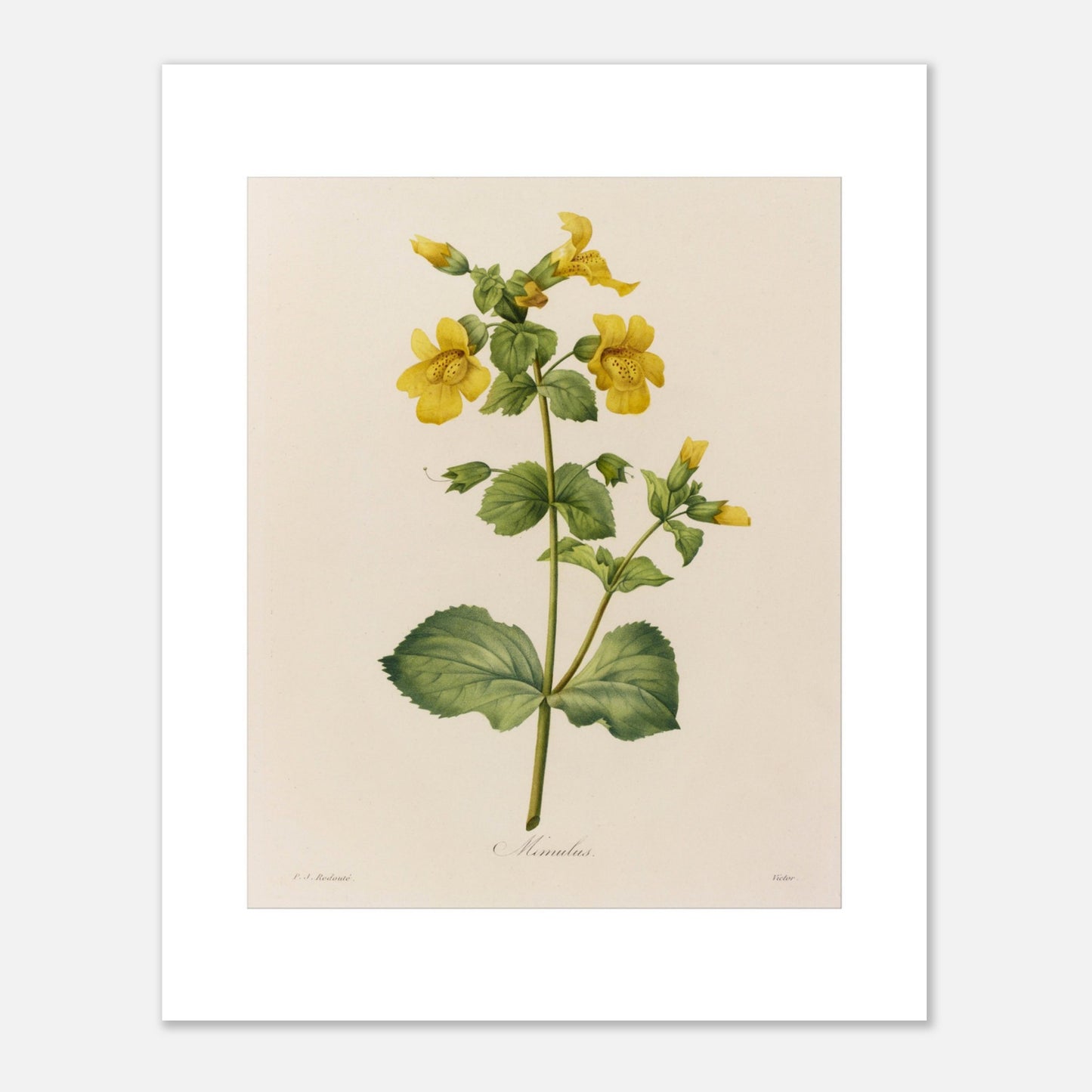 Planche botanique ancienne Mimulus par Pierre-Joseph Redouté (40x50 cm). Affiche botanique ancienne de Pierre-Joseph Redouté représentant une plante de Mimulus, ornée de nombreuses fleurs jaunes ornées de taches marron.