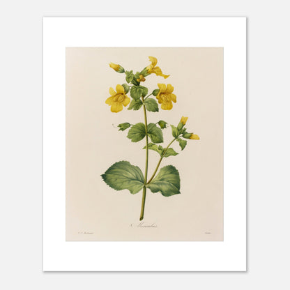 Planche botanique ancienne Mimulus par Pierre-Joseph Redouté (40x50 cm). Affiche botanique ancienne de Pierre-Joseph Redouté représentant une plante de Mimulus, ornée de nombreuses fleurs jaunes ornées de taches marron.