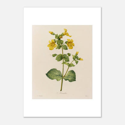 Planche botanique ancienne Mimulus par Pierre-Joseph Redouté (42x59,4 cm (A2)). Affiche botanique ancienne de Pierre-Joseph Redouté représentant une plante de Mimulus, ornée de nombreuses fleurs jaunes ornées de taches marron.