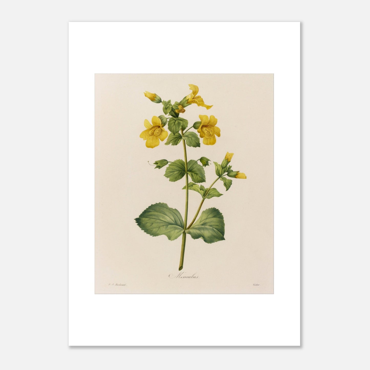 Planche botanique ancienne Mimulus par Pierre-Joseph Redouté (50x70 cm). Affiche botanique ancienne de Pierre-Joseph Redouté représentant une plante de Mimulus, ornée de nombreuses fleurs jaunes ornées de taches marron.
