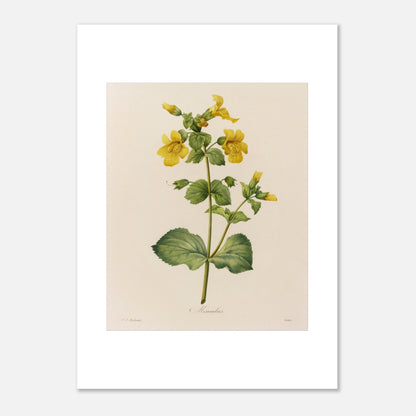 Planche botanique ancienne Mimulus par Pierre-Joseph Redouté (50x70 cm). Affiche botanique ancienne de Pierre-Joseph Redouté représentant une plante de Mimulus, ornée de nombreuses fleurs jaunes ornées de taches marron.