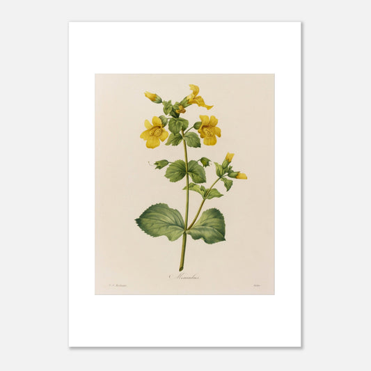 Planche botanique ancienne Mimulus par Pierre-Joseph Redouté (50x70 cm). Affiche botanique ancienne de Pierre-Joseph Redouté représentant une plante de Mimulus, ornée de nombreuses fleurs jaunes ornées de taches marron.