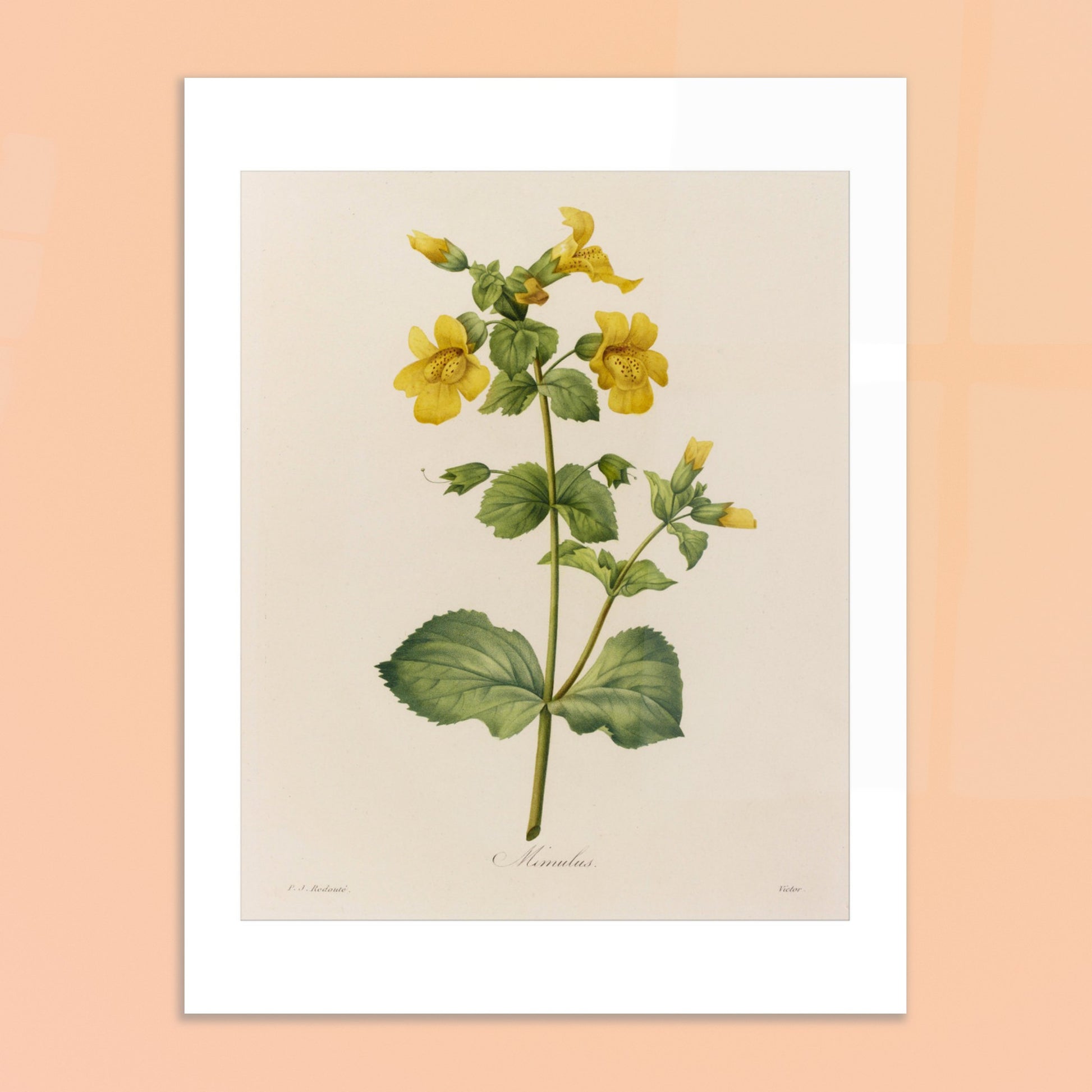 Planche botanique ancienne Mimulus par Pierre-Joseph Redouté. Affiche botanique ancienne de Pierre-Joseph Redouté représentant une plante de Mimulus, ornée de nombreuses fleurs jaunes ornées de taches marron. Image d'illustration 6