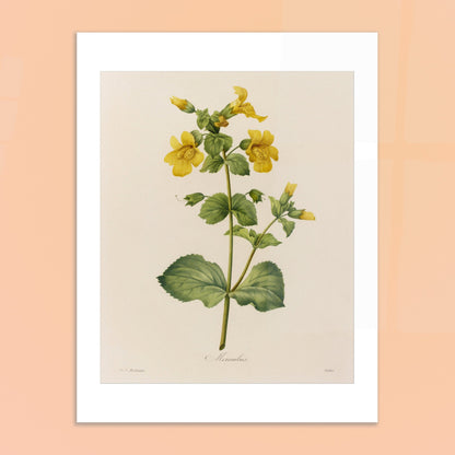 Planche botanique ancienne Mimulus par Pierre-Joseph Redouté. Affiche botanique ancienne de Pierre-Joseph Redouté représentant une plante de Mimulus, ornée de nombreuses fleurs jaunes ornées de taches marron. Image d'illustration 6