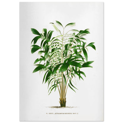 Astrocaryum Murumuru - Gravure Botanique Vintage du Palmier Épineux aux Pennules Blanchâtres du Brésil (29,7x42 cm (A3)). Gravure botanique représentant l'Astrocaryum Murumuru, un palmier épineux avec des feuilles vertes plumeuses. La plante est dessinée sur un fond blanc, avec un texte indicatif en bas.