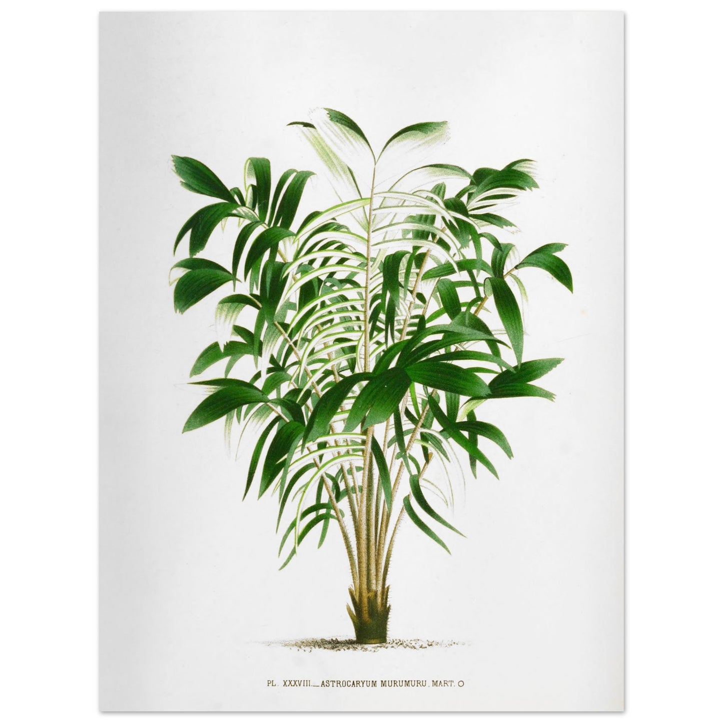 Astrocaryum Murumuru - Gravure Botanique Vintage du Palmier Épineux aux Pennules Blanchâtres du Brésil (30x40 cm). Gravure botanique représentant l'Astrocaryum Murumuru, un palmier épineux avec des feuilles vertes plumeuses. La plante est dessinée sur un fond blanc, avec un texte indicatif en bas.