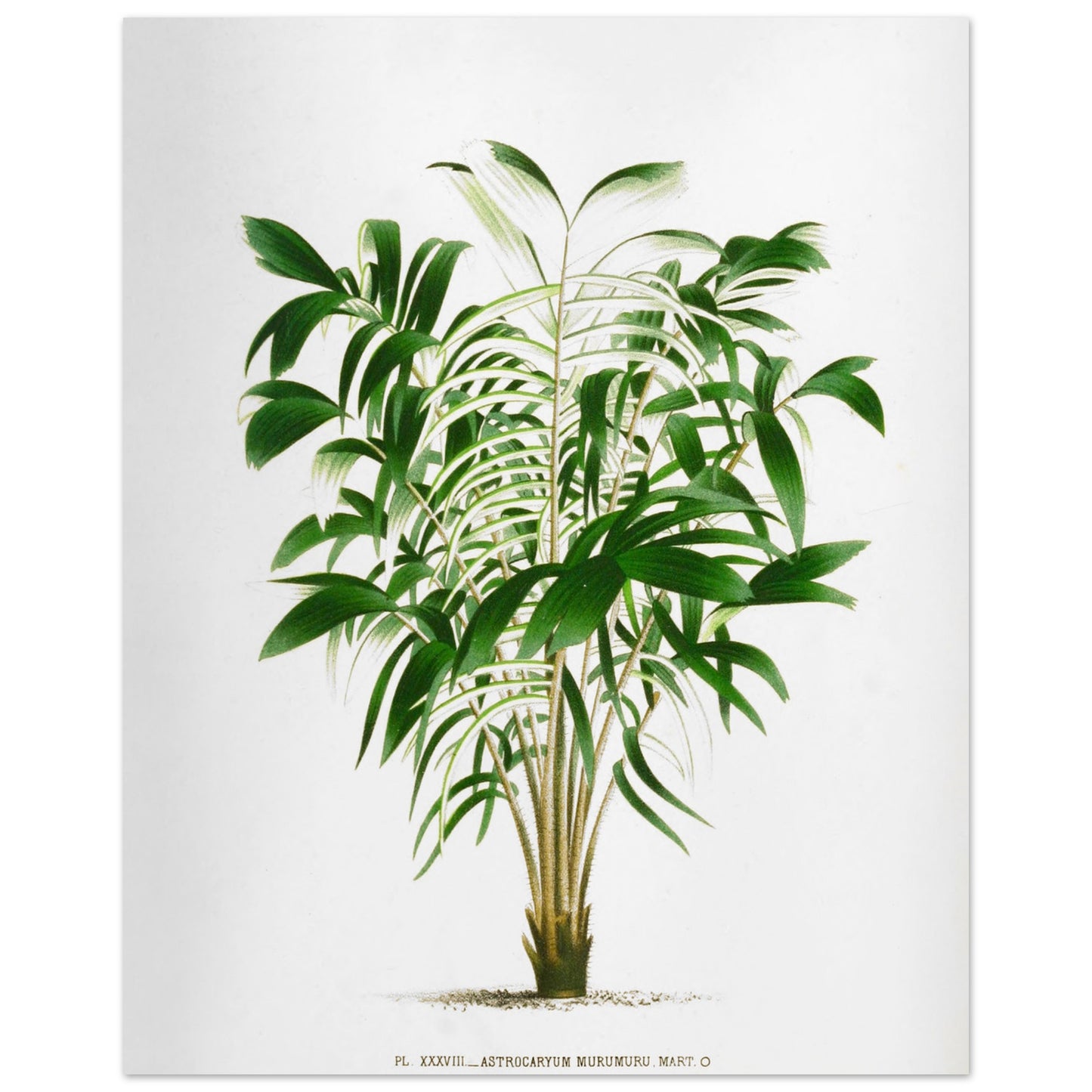 Astrocaryum Murumuru - Gravure Botanique Vintage du Palmier Épineux aux Pennules Blanchâtres du Brésil (40x50 cm). Gravure botanique représentant l'Astrocaryum Murumuru, un palmier épineux avec des feuilles vertes plumeuses. La plante est dessinée sur un fond blanc, avec un texte indicatif en bas.