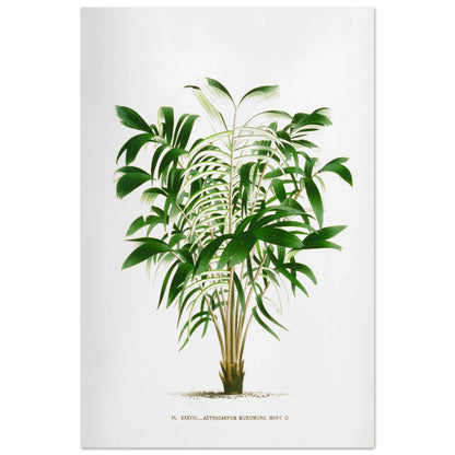 Astrocaryum Murumuru - Gravure Botanique Vintage du Palmier Épineux aux Pennules Blanchâtres du Brésil (60x90 cm). Gravure botanique représentant l'Astrocaryum Murumuru, un palmier épineux avec des feuilles vertes plumeuses. La plante est dessinée sur un fond blanc, avec un texte indicatif en bas.