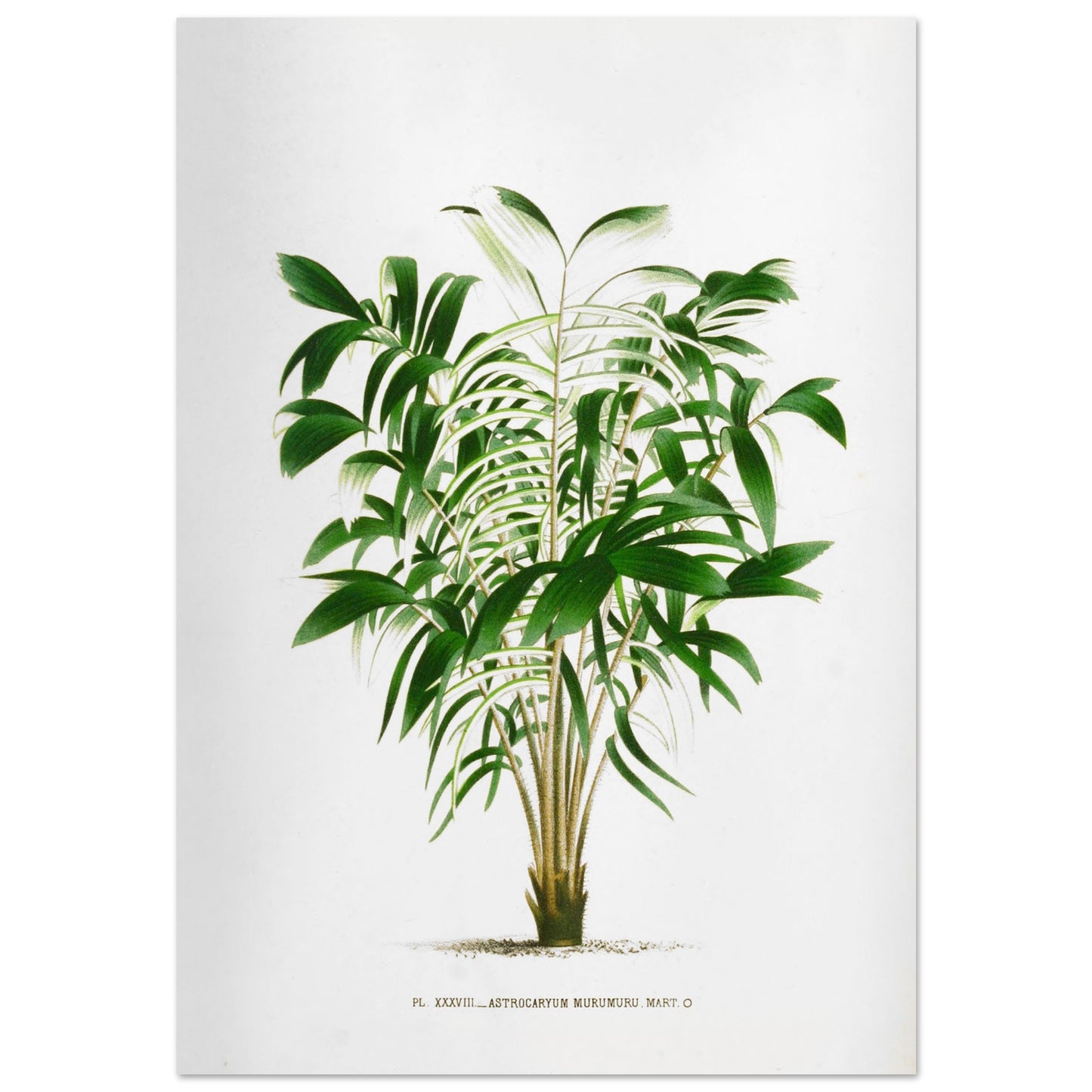 Astrocaryum Murumuru - Gravure Botanique Vintage du Palmier Épineux aux Pennules Blanchâtres du Brésil (70x100 cm). Gravure botanique représentant l'Astrocaryum Murumuru, un palmier épineux avec des feuilles vertes plumeuses. La plante est dessinée sur un fond blanc, avec un texte indicatif en bas.