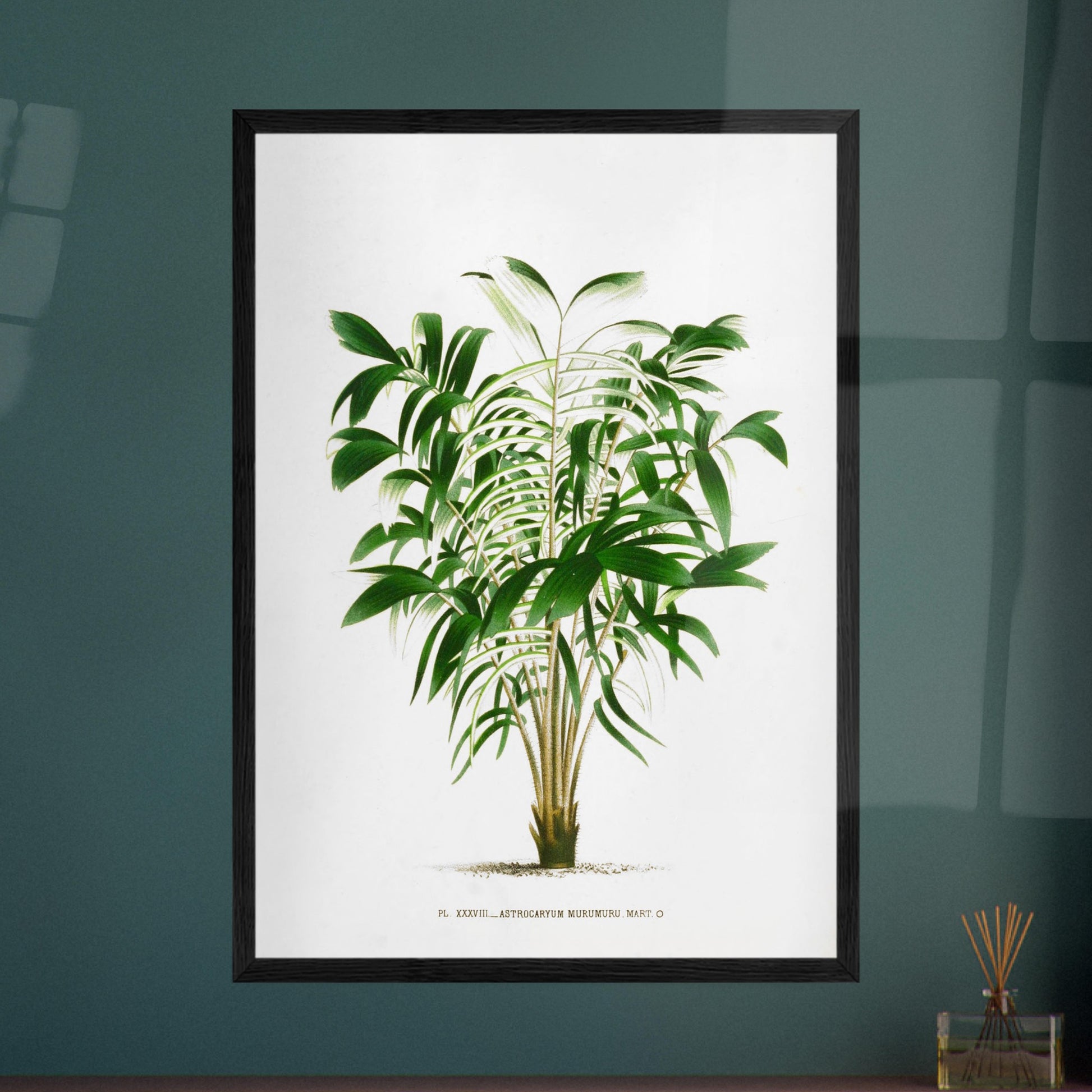 Astrocaryum Murumuru - Gravure Botanique Vintage du Palmier Épineux aux Pennules Blanchâtres du Brésil. Gravure botanique représentant l'Astrocaryum Murumuru, un palmier épineux avec des feuilles vertes plumeuses. La plante est dessinée sur un fond blanc, avec un texte indicatif en bas. Image d'illustration 8