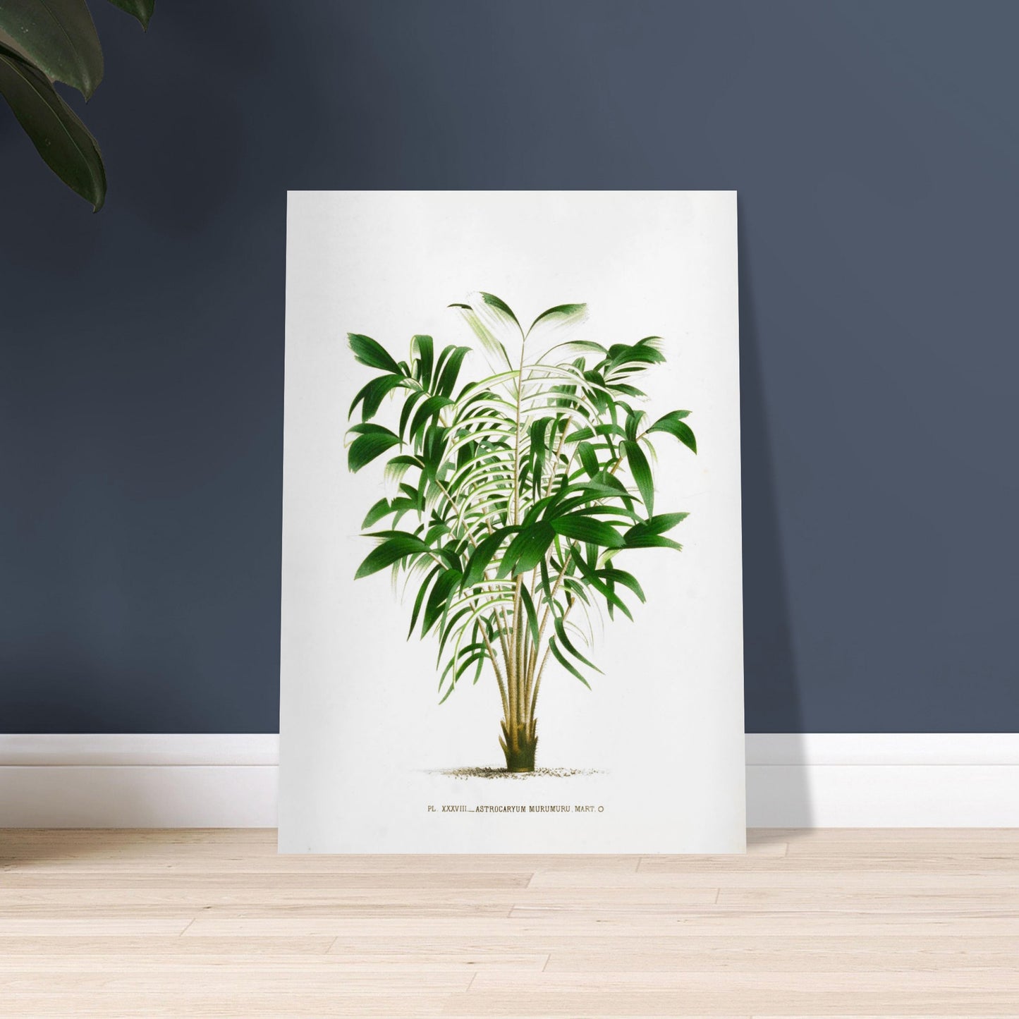 Astrocaryum Murumuru - Gravure Botanique Vintage du Palmier Épineux aux Pennules Blanchâtres du Brésil. Gravure botanique représentant l'Astrocaryum Murumuru, un palmier épineux avec des feuilles vertes plumeuses. La plante est dessinée sur un fond blanc, avec un texte indicatif en bas. Image d'illustration 9
