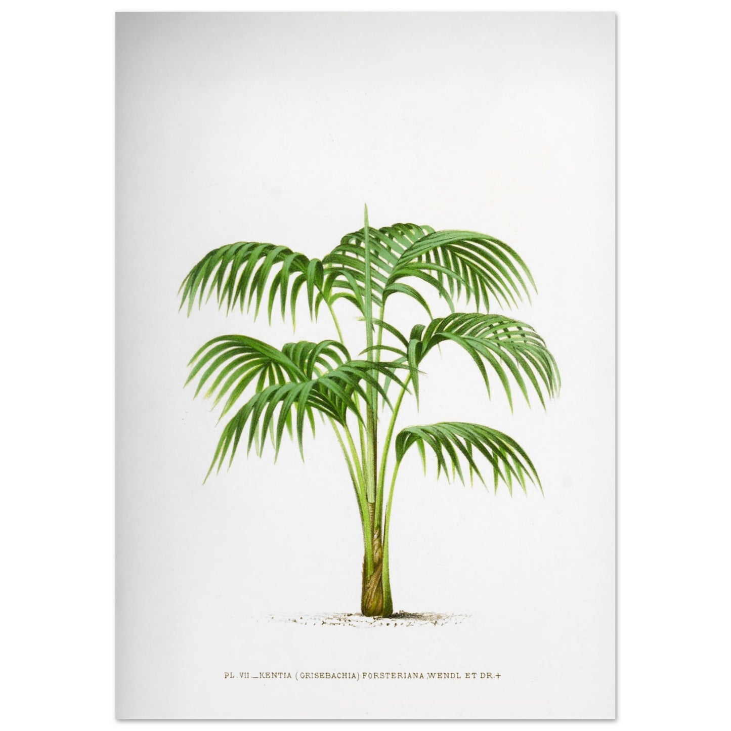 Planche botanique Kentia Forsteriana (Grisebachia) (29,7x42 cm (A3)). Illustration botanique du Kentia Forsteriana (Grisebachia), un palmier aux feuilles vertes pennées et arquées, émanant d'un tronc fin et lisse.