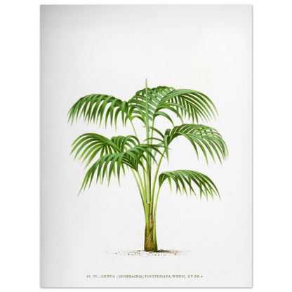 Planche botanique Kentia Forsteriana (Grisebachia) (30x40 cm). Illustration botanique du Kentia Forsteriana (Grisebachia), un palmier aux feuilles vertes pennées et arquées, émanant d'un tronc fin et lisse.