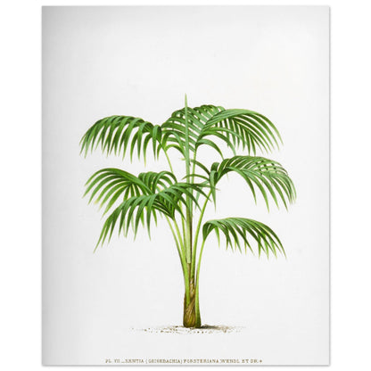Planche botanique Kentia Forsteriana (Grisebachia) (40x50 cm). Illustration botanique du Kentia Forsteriana (Grisebachia), un palmier aux feuilles vertes pennées et arquées, émanant d'un tronc fin et lisse.