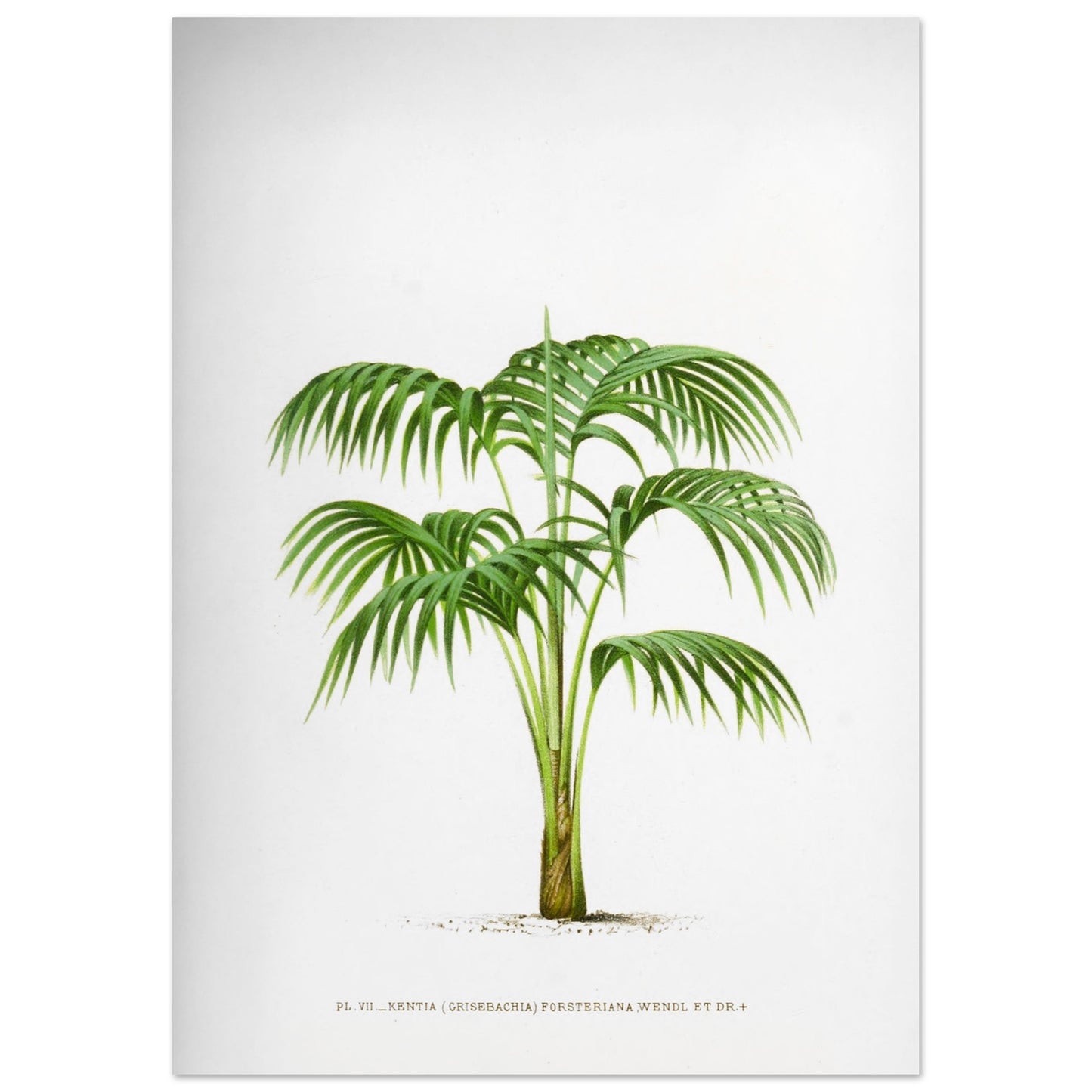 Planche botanique Kentia Forsteriana (Grisebachia) (42x59,4 cm (A2)). Illustration botanique du Kentia Forsteriana (Grisebachia), un palmier aux feuilles vertes pennées et arquées, émanant d'un tronc fin et lisse.