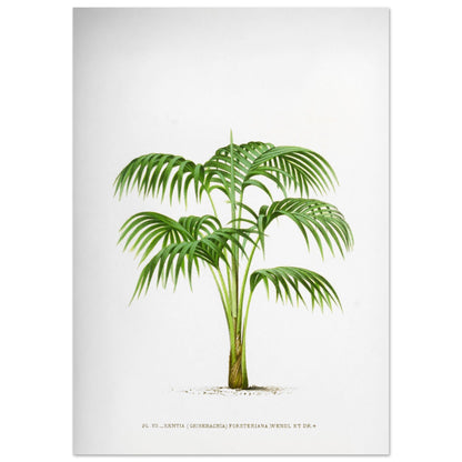 Planche botanique Kentia Forsteriana (Grisebachia) (42x59,4 cm (A2)). Illustration botanique du Kentia Forsteriana (Grisebachia), un palmier aux feuilles vertes pennées et arquées, émanant d'un tronc fin et lisse.