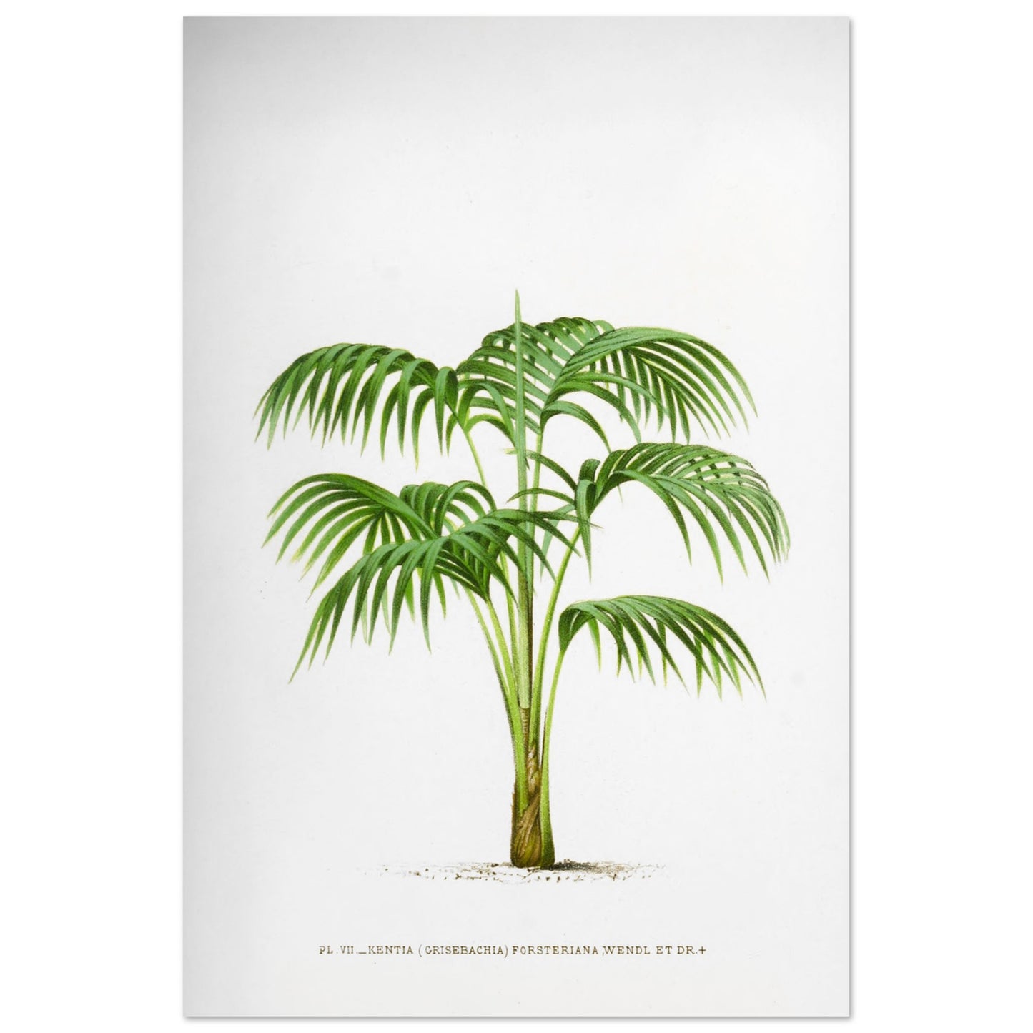 Planche botanique Kentia Forsteriana (Grisebachia) (60x90 cm). Illustration botanique du Kentia Forsteriana (Grisebachia), un palmier aux feuilles vertes pennées et arquées, émanant d'un tronc fin et lisse.