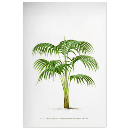 Planche botanique Kentia Forsteriana (Grisebachia) (60x90 cm). Illustration botanique du Kentia Forsteriana (Grisebachia), un palmier aux feuilles vertes pennées et arquées, émanant d'un tronc fin et lisse.