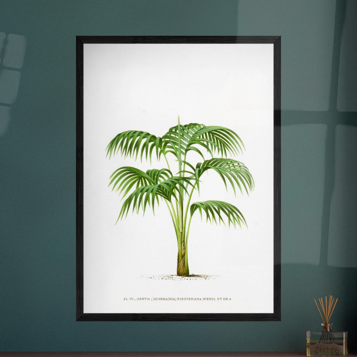 Planche botanique Kentia Forsteriana (Grisebachia). Illustration botanique du Kentia Forsteriana (Grisebachia), un palmier aux feuilles vertes pennées et arquées, émanant d'un tronc fin et lisse. Image d'illustration 8
