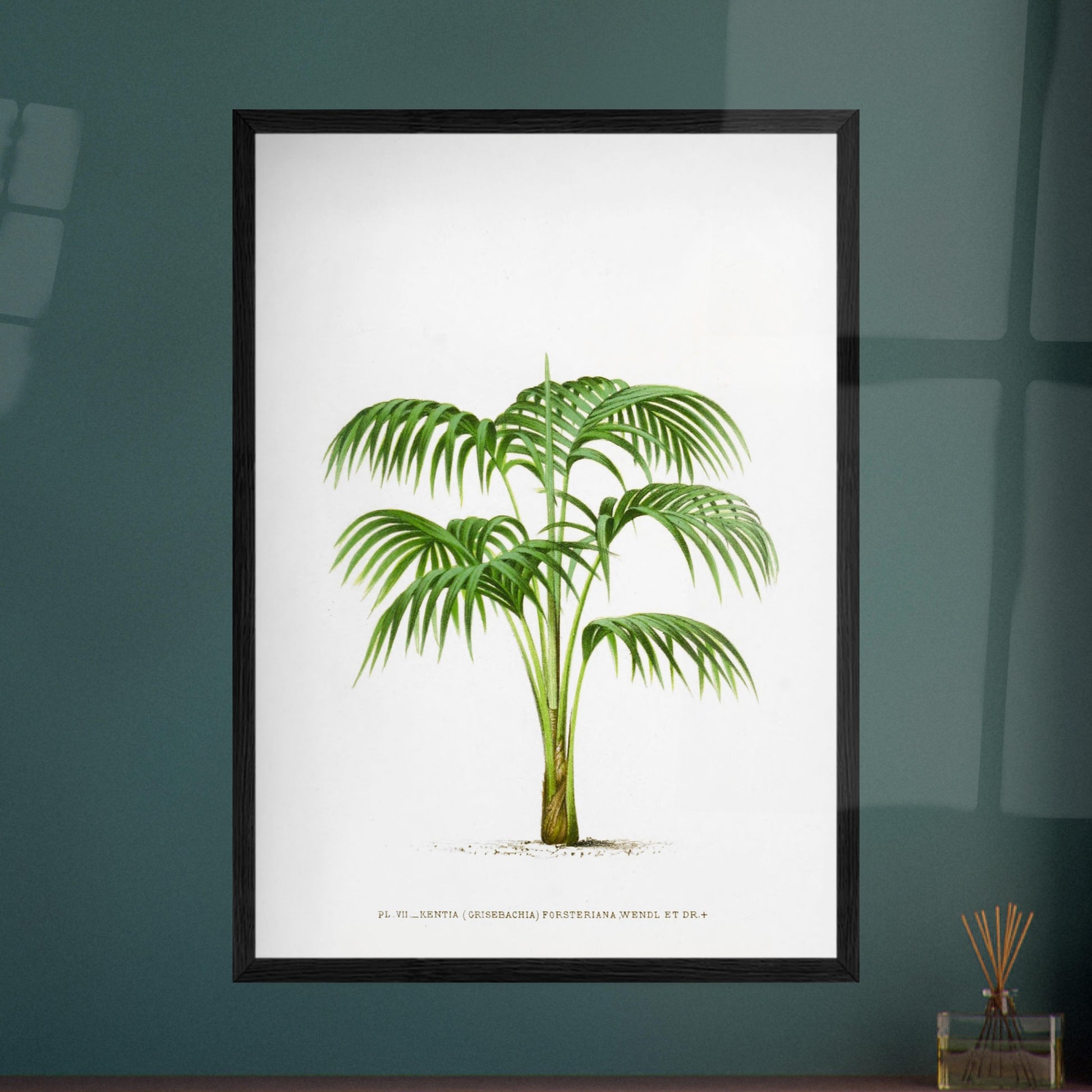 Planche botanique Kentia Forsteriana (Grisebachia). Illustration botanique du Kentia Forsteriana (Grisebachia), un palmier aux feuilles vertes pennées et arquées, émanant d'un tronc fin et lisse. Image d'illustration 8