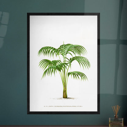 Planche botanique Kentia Forsteriana (Grisebachia). Illustration botanique du Kentia Forsteriana (Grisebachia), un palmier aux feuilles vertes pennées et arquées, émanant d'un tronc fin et lisse. Image d'illustration 8