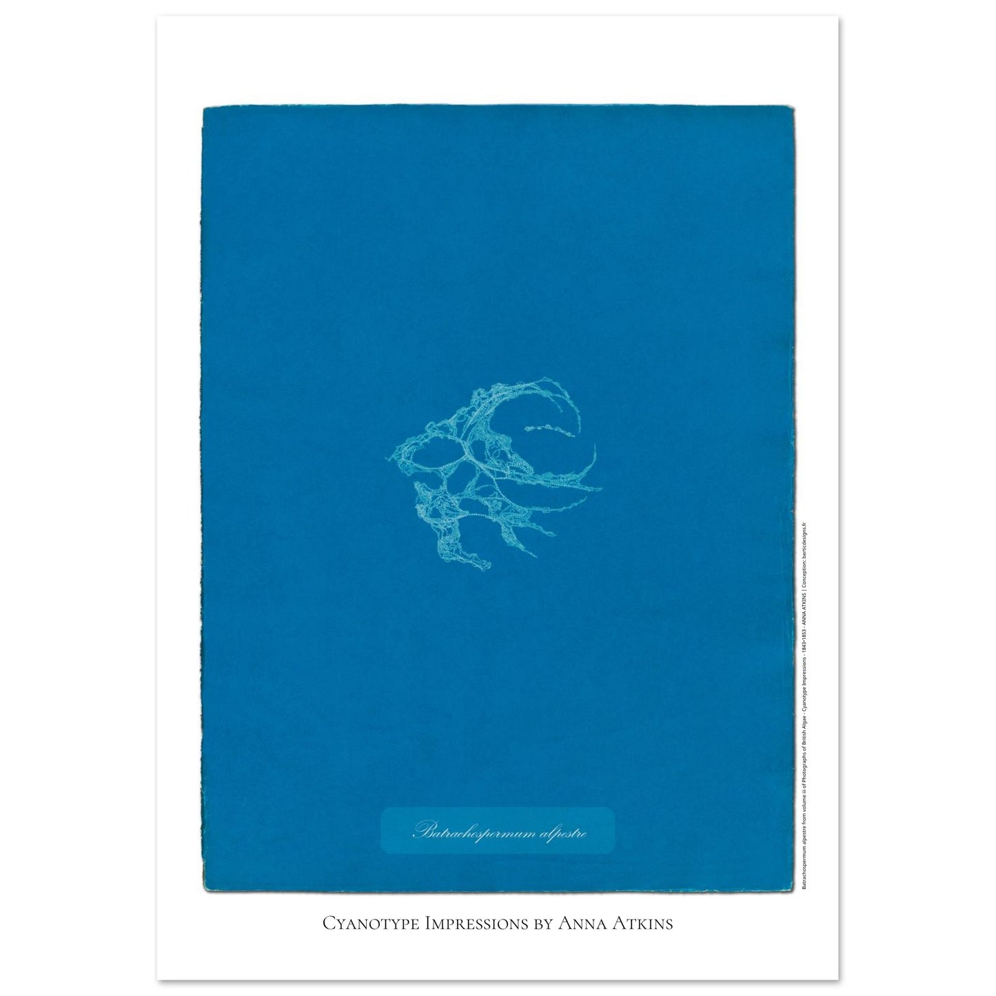 Planche de Batrachospermum alpestre, cyanotype d'Anna Atkins (21x29,7 cm (A4)). Cyanotype d'Anna Atkins montrant une algue nommée Batrachospermum alpestre, imprimée en blanc sur un fond bleu vif.