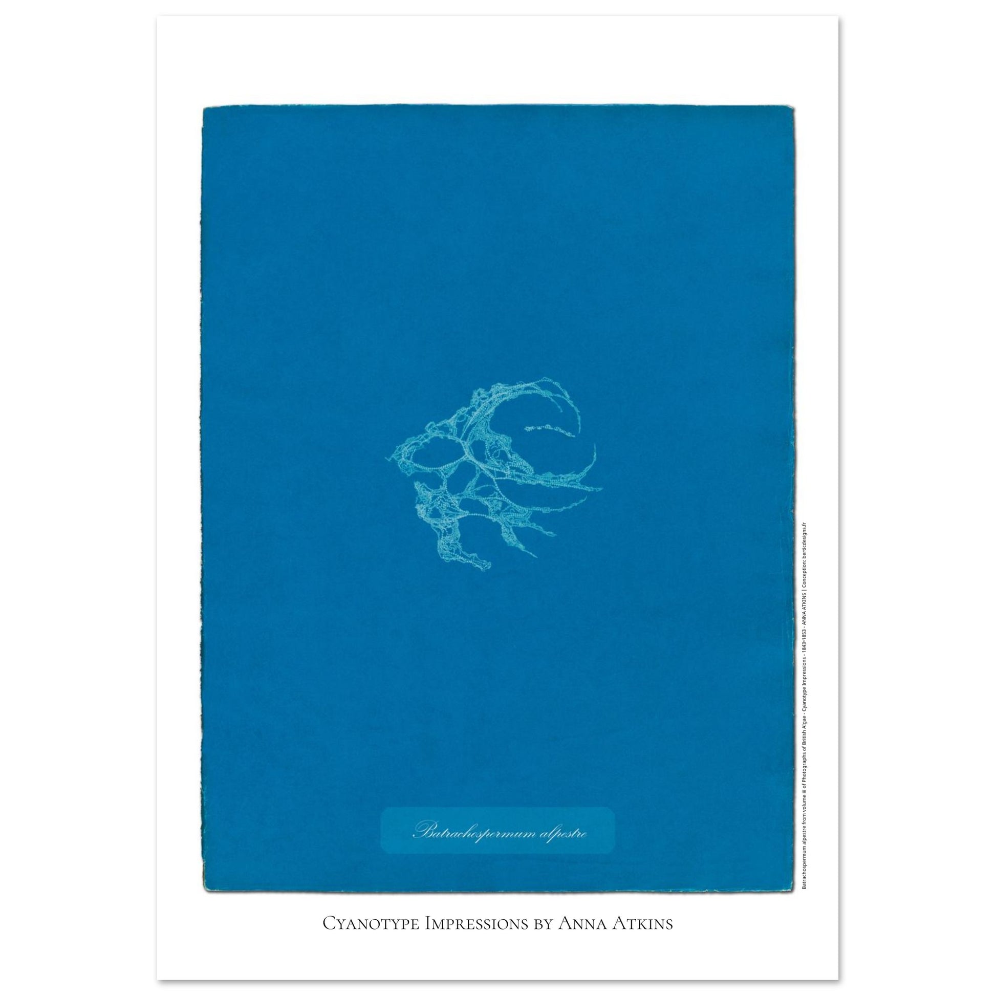 Planche de Batrachospermum alpestre, cyanotype d'Anna Atkins (21x29,7 cm (A4)). Cyanotype d'Anna Atkins montrant une algue nommée Batrachospermum alpestre, imprimée en blanc sur un fond bleu vif.
