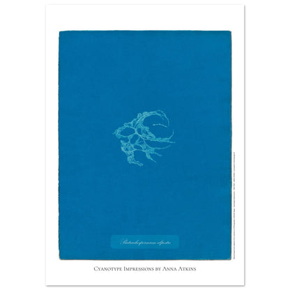 Planche de Batrachospermum alpestre, cyanotype d'Anna Atkins (21x29,7 cm (A4)). Cyanotype d'Anna Atkins montrant une algue nommée Batrachospermum alpestre, imprimée en blanc sur un fond bleu vif.