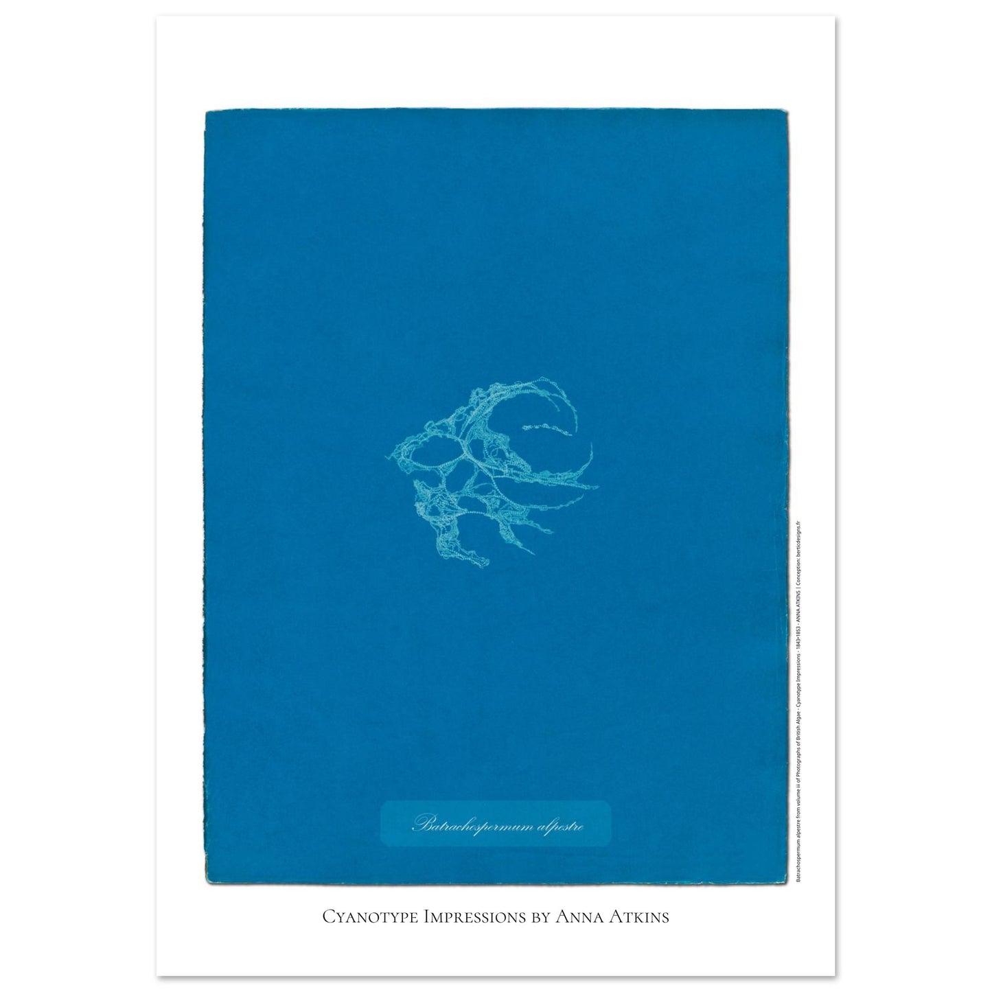 Planche de Batrachospermum alpestre, cyanotype d'Anna Atkins (29,7x42 cm (A3)). Cyanotype d'Anna Atkins montrant une algue nommée Batrachospermum alpestre, imprimée en blanc sur un fond bleu vif.
