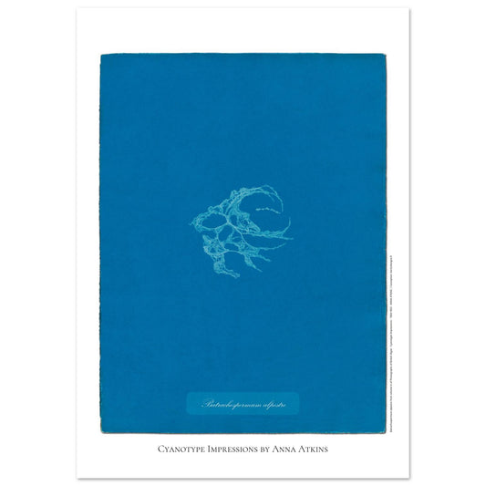 Planche de Batrachospermum alpestre, cyanotype d'Anna Atkins (29,7x42 cm (A3)). Cyanotype d'Anna Atkins montrant une algue nommée Batrachospermum alpestre, imprimée en blanc sur un fond bleu vif.