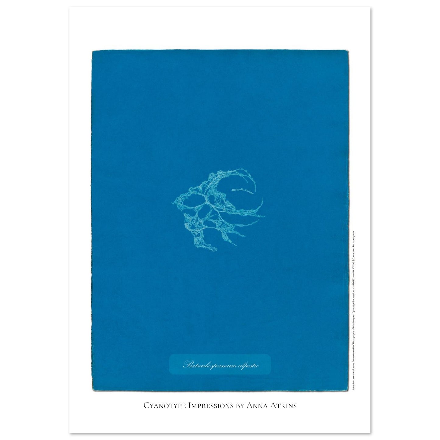 Planche de Batrachospermum alpestre, cyanotype d'Anna Atkins (42x59,4 cm (A2)). Cyanotype d'Anna Atkins montrant une algue nommée Batrachospermum alpestre, imprimée en blanc sur un fond bleu vif.