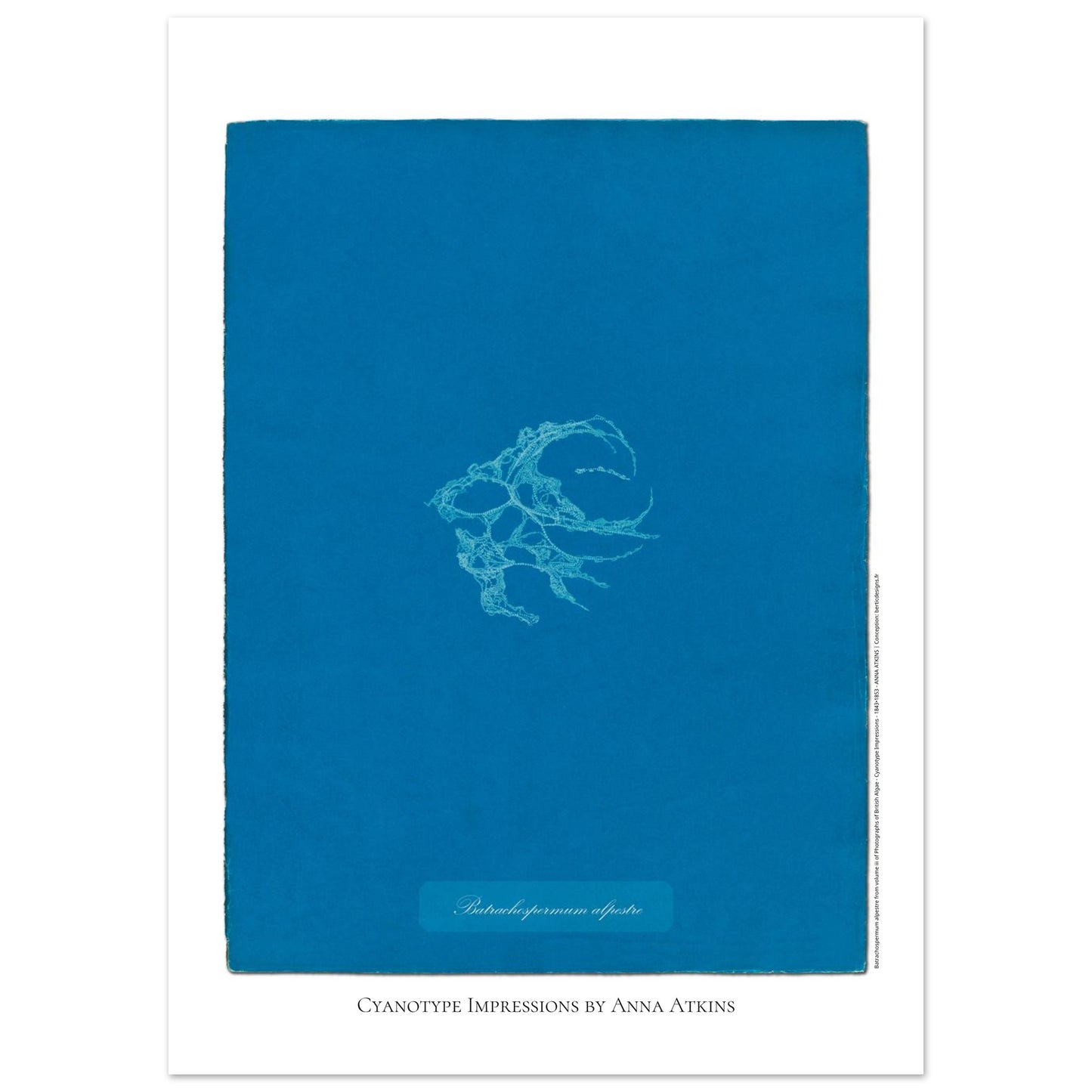 Planche de Batrachospermum alpestre, cyanotype d'Anna Atkins (50x70 cm). Cyanotype d'Anna Atkins montrant une algue nommée Batrachospermum alpestre, imprimée en blanc sur un fond bleu vif.