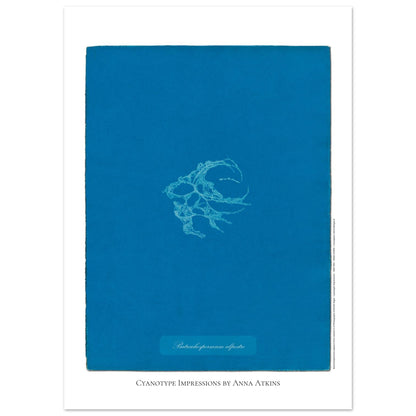 Planche de Batrachospermum alpestre, cyanotype d'Anna Atkins (50x70 cm). Cyanotype d'Anna Atkins montrant une algue nommée Batrachospermum alpestre, imprimée en blanc sur un fond bleu vif.