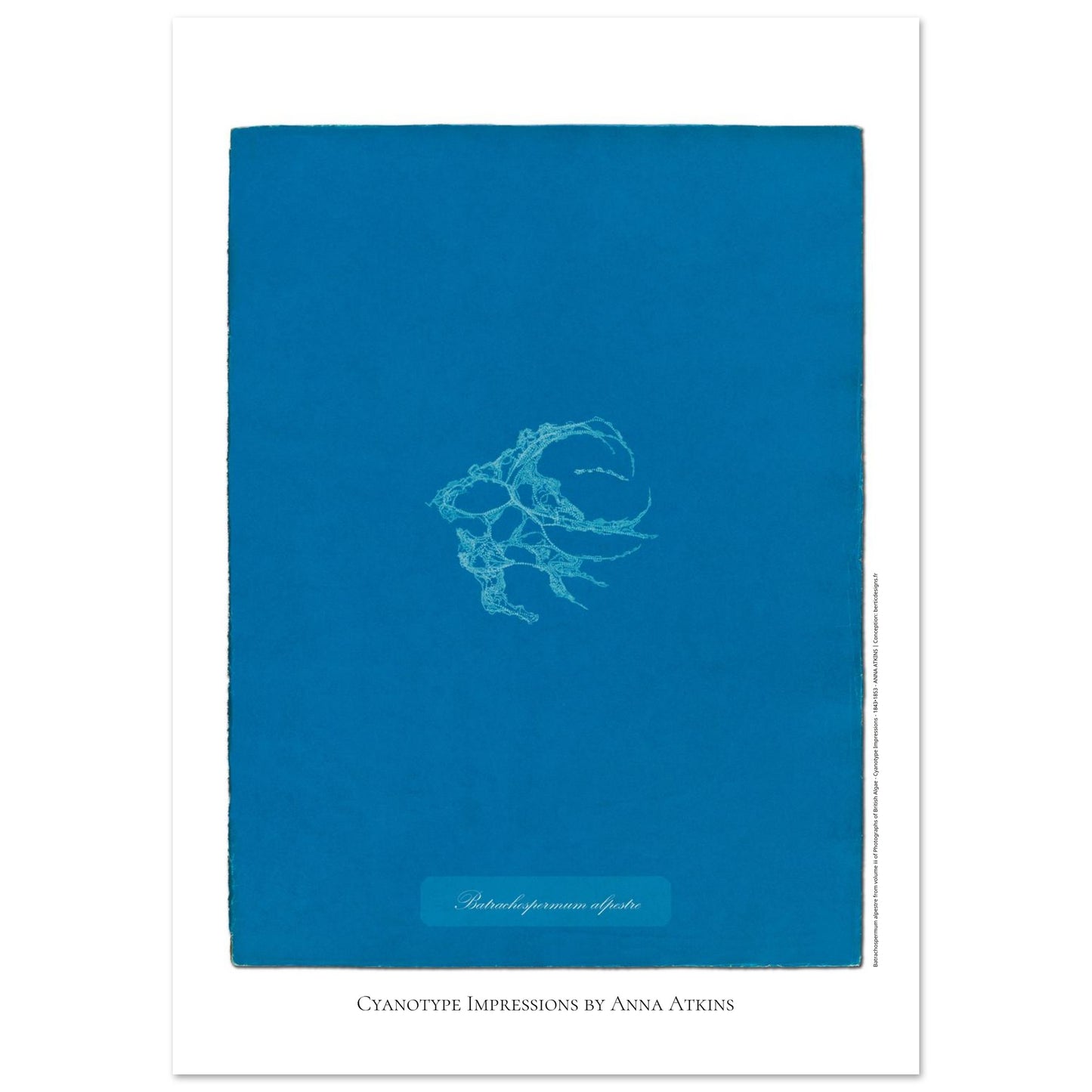 Planche de Batrachospermum alpestre, cyanotype d'Anna Atkins (59,4x84,1 cm (A1)). Cyanotype d'Anna Atkins montrant une algue nommée Batrachospermum alpestre, imprimée en blanc sur un fond bleu vif.