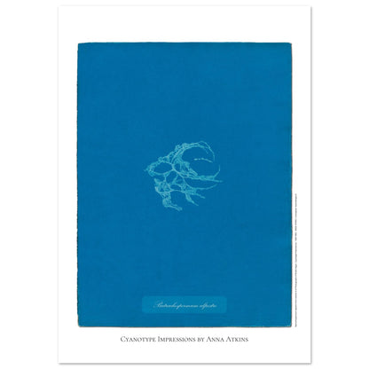 Planche de Batrachospermum alpestre, cyanotype d'Anna Atkins (59,4x84,1 cm (A1)). Cyanotype d'Anna Atkins montrant une algue nommée Batrachospermum alpestre, imprimée en blanc sur un fond bleu vif.