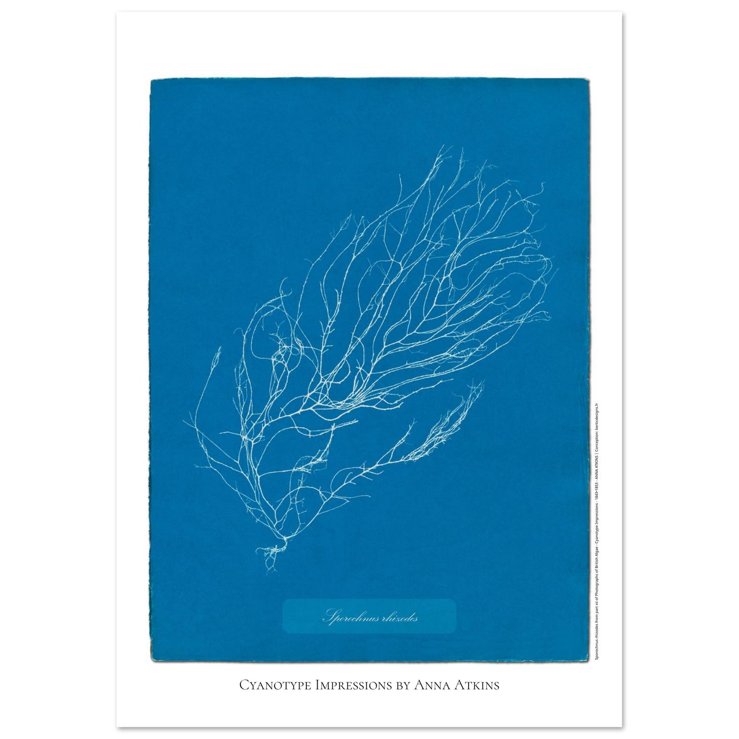 Illustration de Sporochnus rhizodes, cyanotype d'Anna Atkins (21x29,7 cm (A4)). Cyanotype d'Anna Atkins représentant l'algue Sporochnus rhizodes, avec un motif détaillé blanc sur un fond bleu.