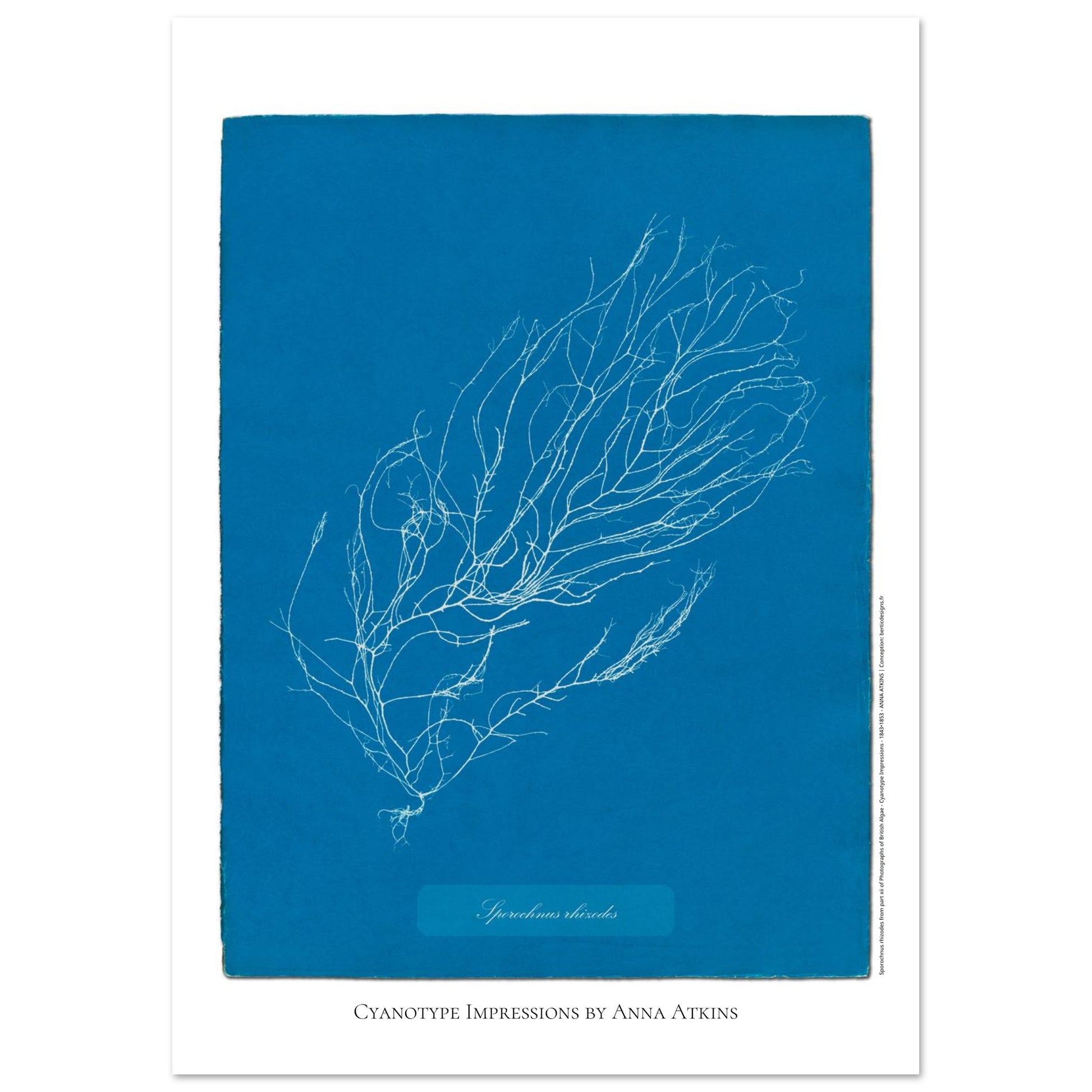 Illustration de Sporochnus rhizodes, cyanotype d'Anna Atkins (21x29,7 cm (A4)). Cyanotype d'Anna Atkins représentant l'algue Sporochnus rhizodes, avec un motif détaillé blanc sur un fond bleu.