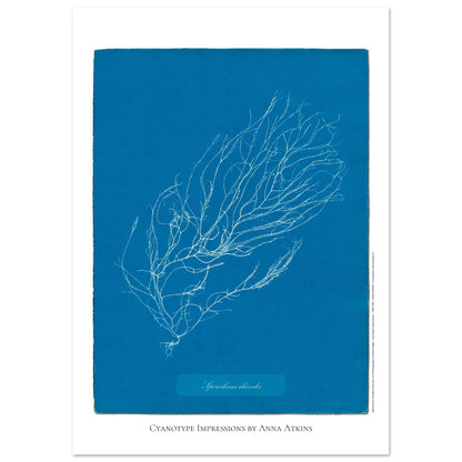 Illustration de Sporochnus rhizodes, cyanotype d'Anna Atkins (21x29,7 cm (A4)). Cyanotype d'Anna Atkins représentant l'algue Sporochnus rhizodes, avec un motif détaillé blanc sur un fond bleu.