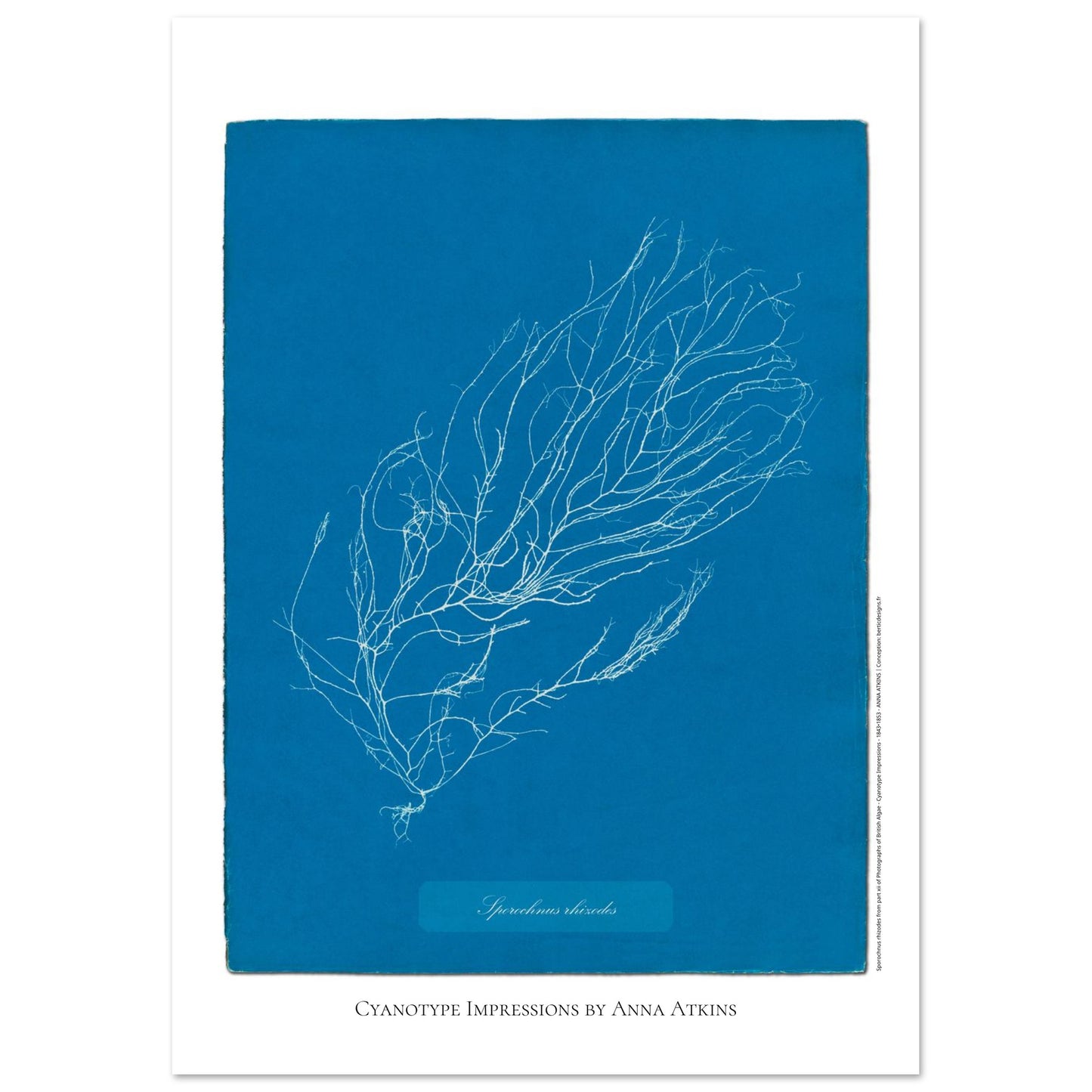 Illustration de Sporochnus rhizodes, cyanotype d'Anna Atkins (29,7x42 cm (A3)). Cyanotype d'Anna Atkins représentant l'algue Sporochnus rhizodes, avec un motif détaillé blanc sur un fond bleu.