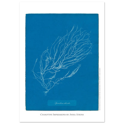 Illustration de Sporochnus rhizodes, cyanotype d'Anna Atkins (29,7x42 cm (A3)). Cyanotype d'Anna Atkins représentant l'algue Sporochnus rhizodes, avec un motif détaillé blanc sur un fond bleu.