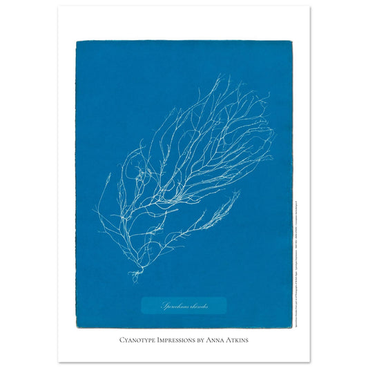 Illustration de Sporochnus rhizodes, cyanotype d'Anna Atkins (29,7x42 cm (A3)). Cyanotype d'Anna Atkins représentant l'algue Sporochnus rhizodes, avec un motif détaillé blanc sur un fond bleu.